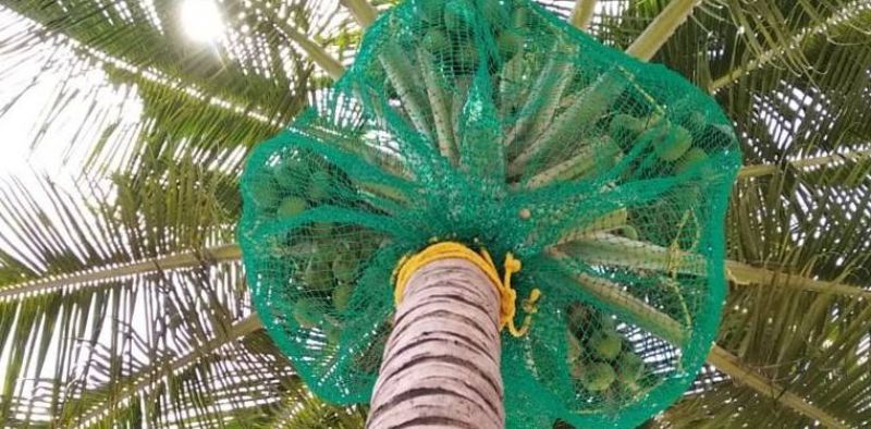 Coconut Tree Safety Nets Fixing | Call 8530237689 for Fall Arrest Nets Fixing