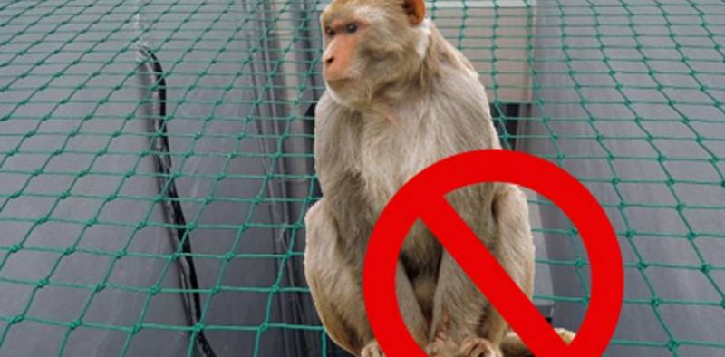 Monkey Protection Nets for Balcony | Call 8530237689 fixing 